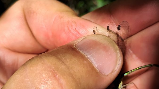 Lestes parvidens  - Roberto Fabbri
