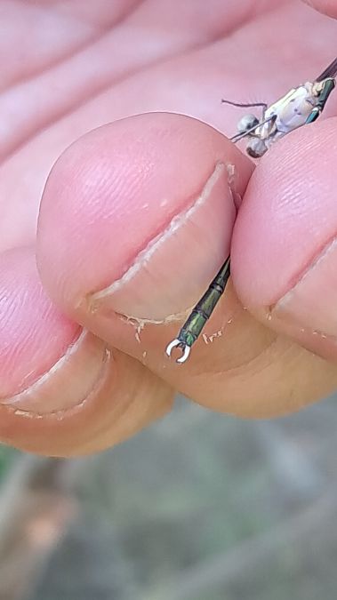 Lestes parvidens  - Roberto Fabbri