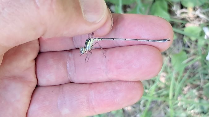 Lestes parvidens  - Roberto Fabbri