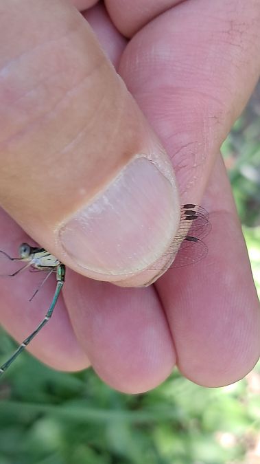 Lestes parvidens  - Roberto Fabbri