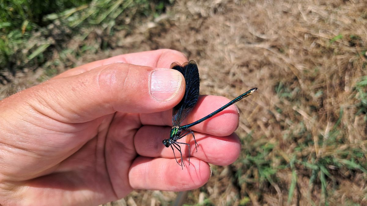 Calopteryx splendens  - Roberto Fabbri