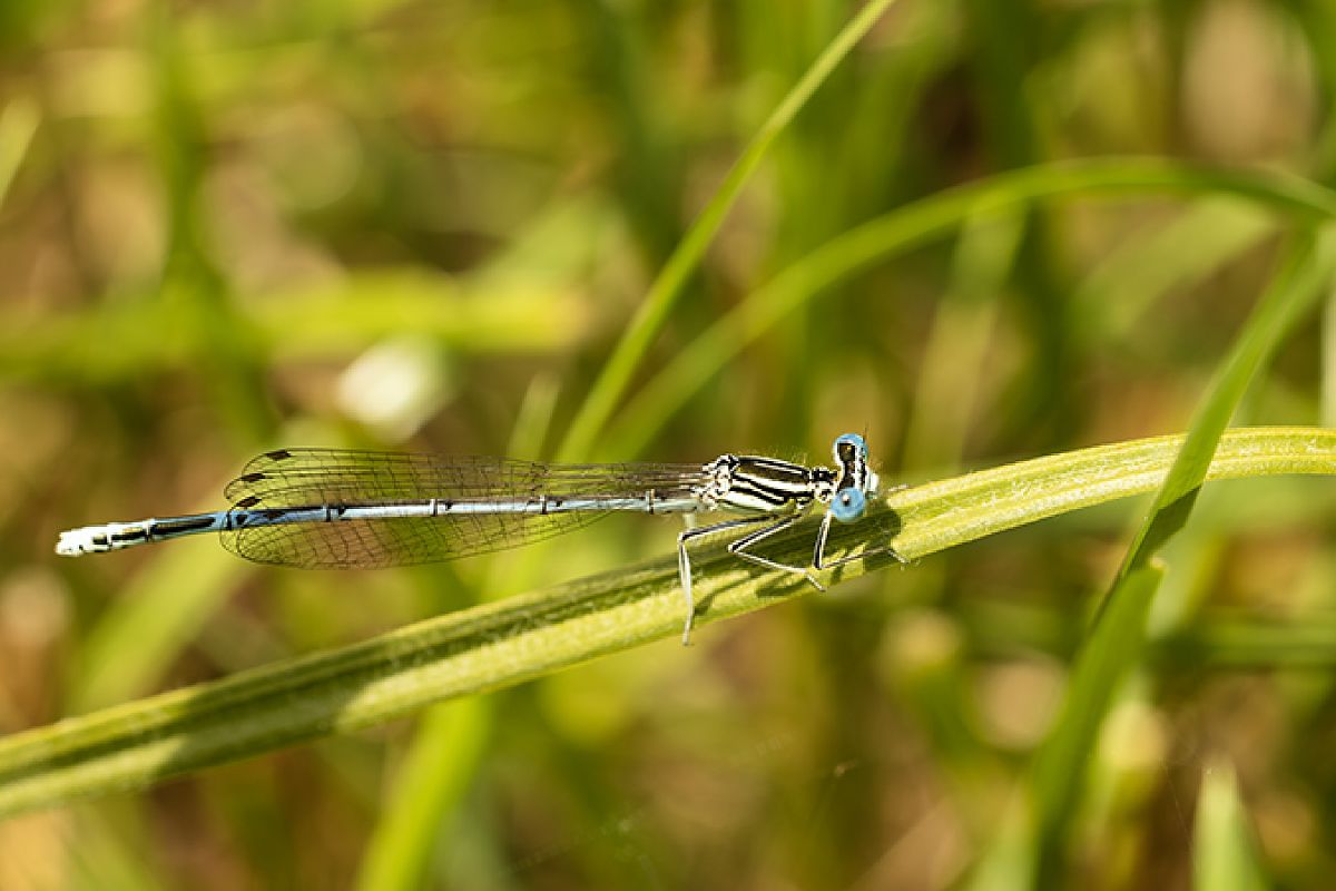 Platycnemis pennipes  - Paola Bressan