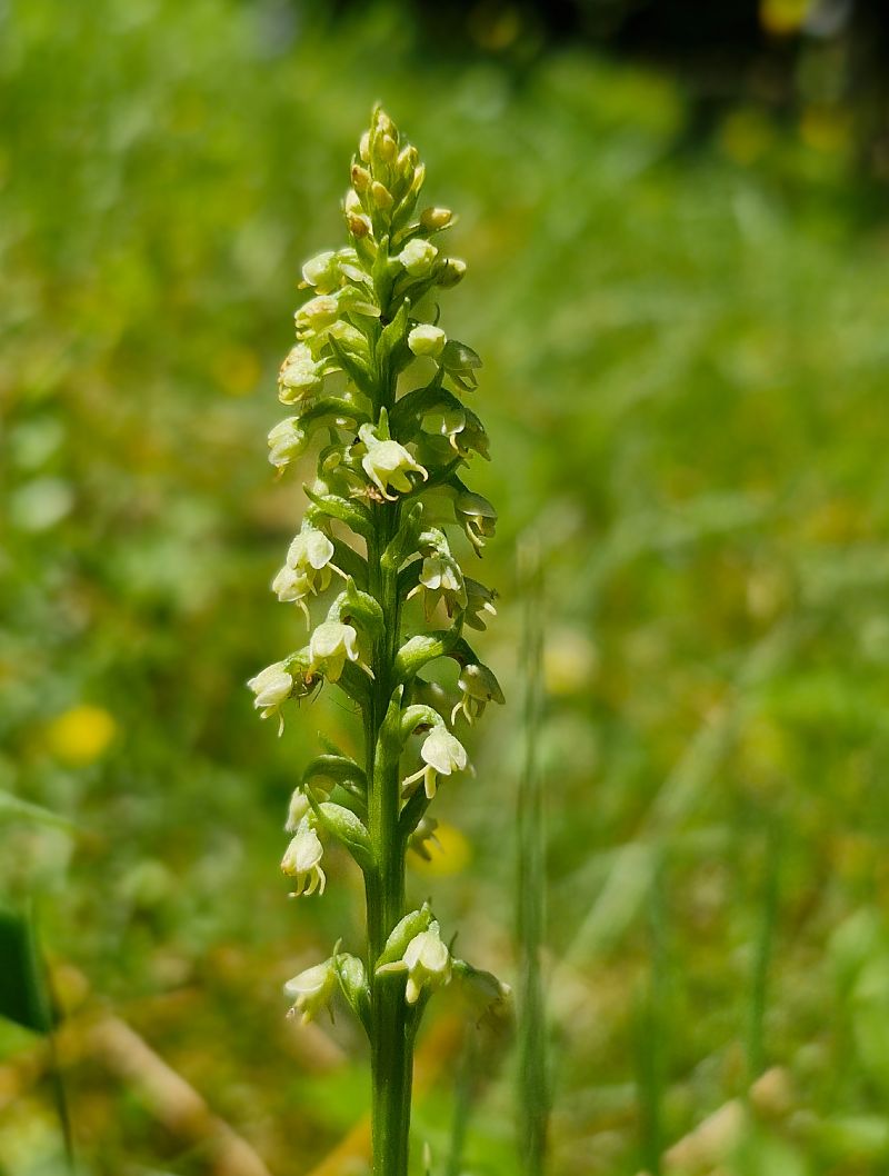 Pseudorchis albida var. tricuspis  - Laurent Bignon