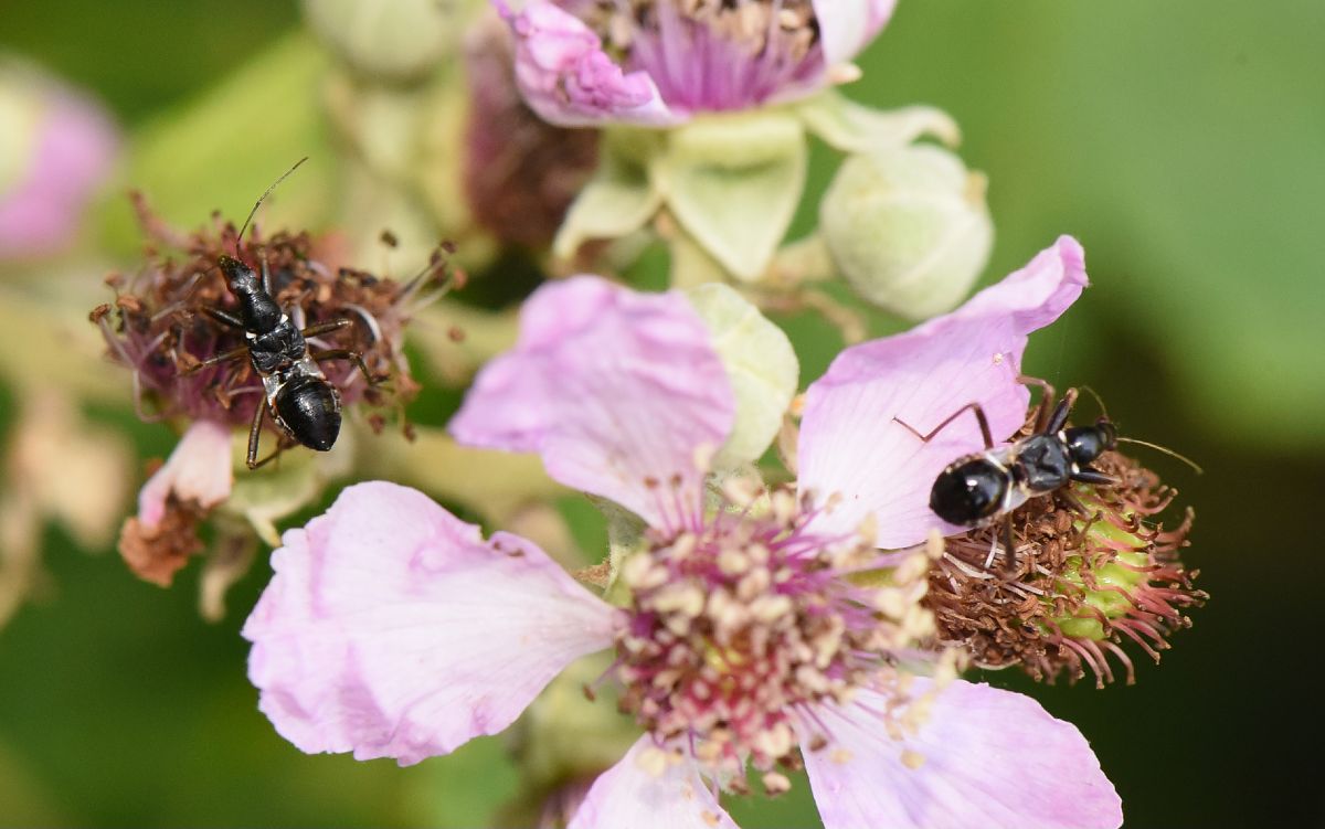 Himacerus mirmicoides  - Alberto Manganaro