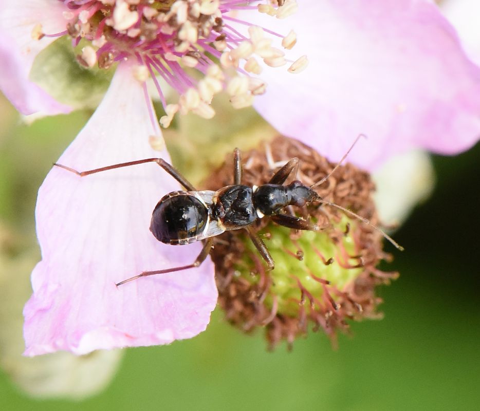 Himacerus mirmicoides  - Alberto Manganaro