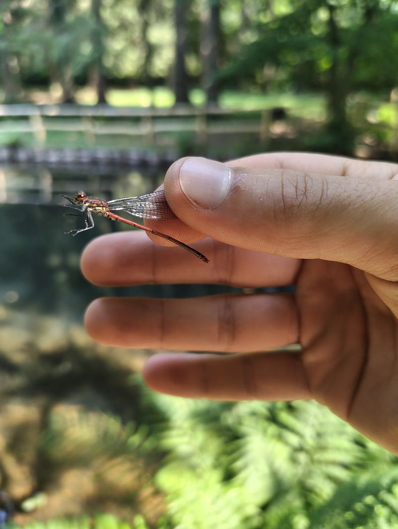 Pyrrhosoma nymphula  - Marco Cazzola