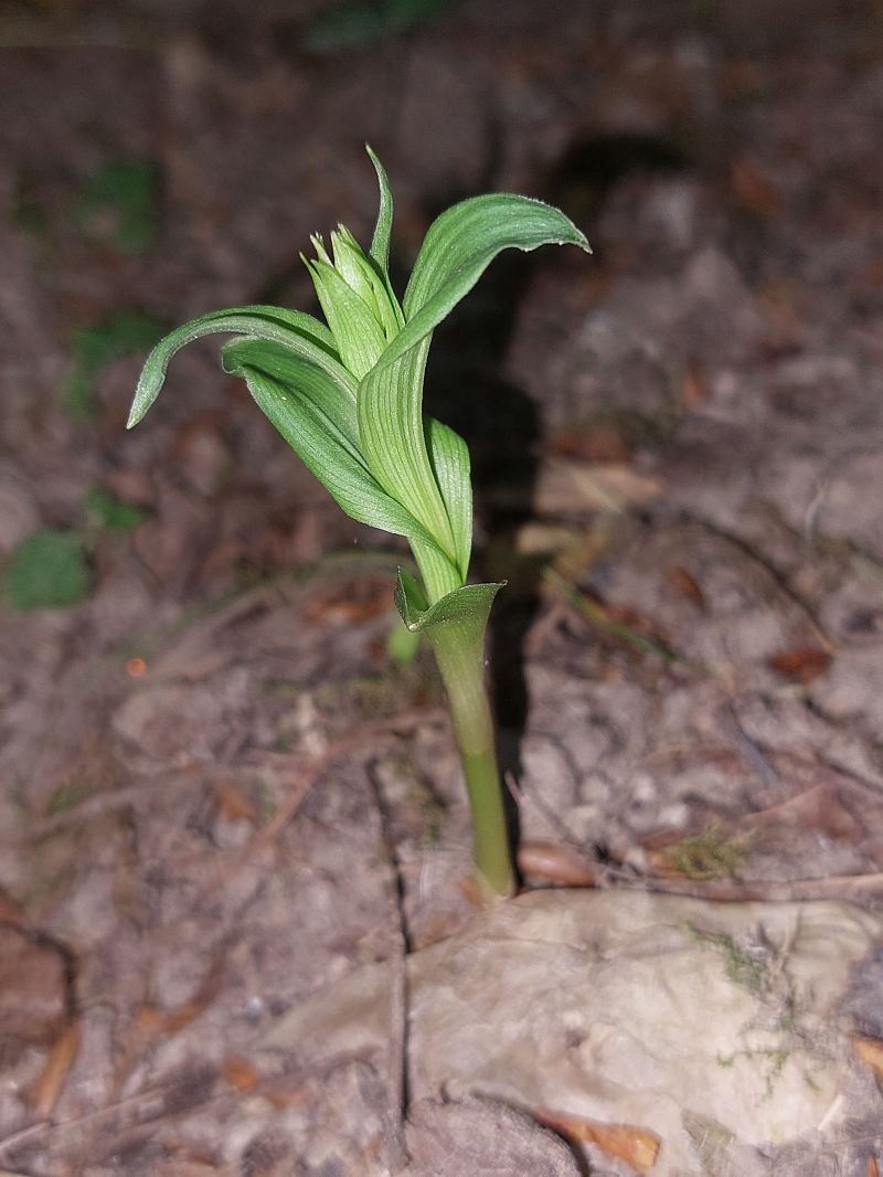 Epipactis fibri  - Bernard Sonnerat