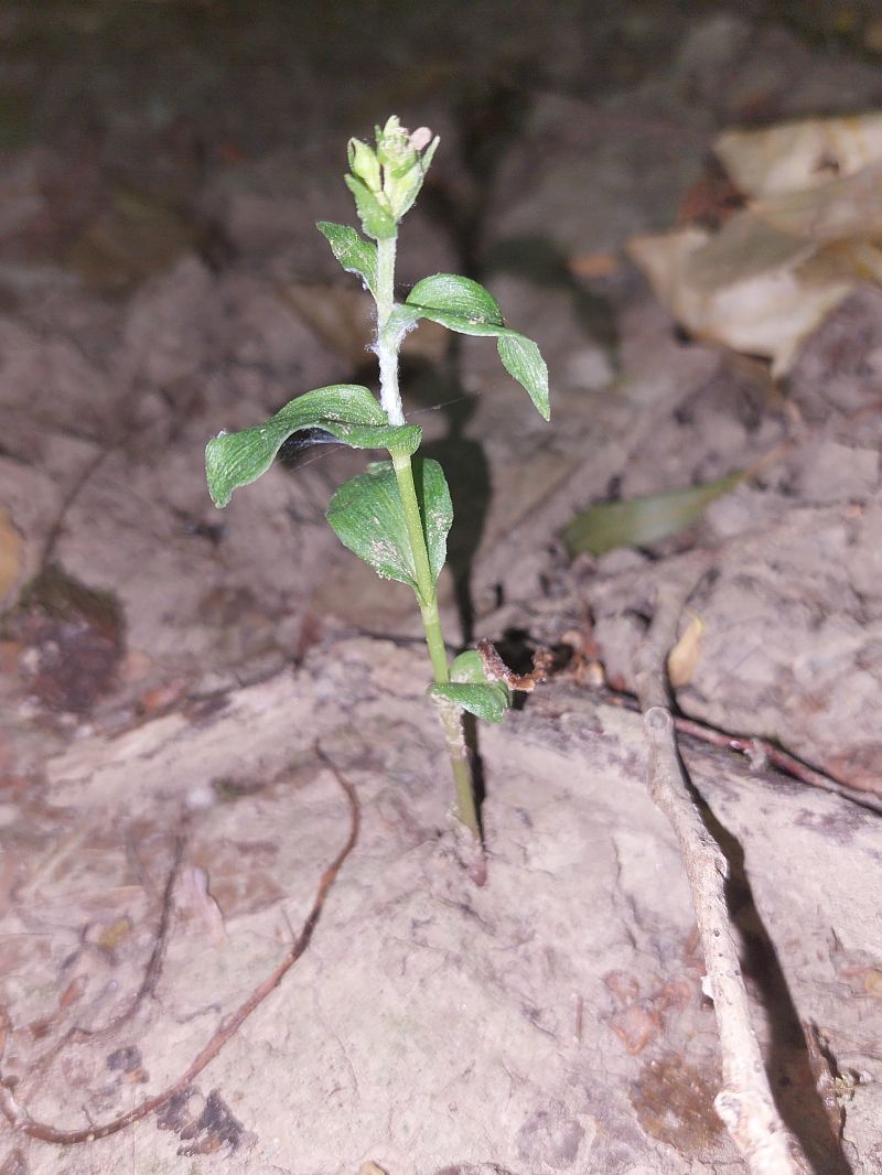 Epipactis fibri  - Bernard Sonnerat