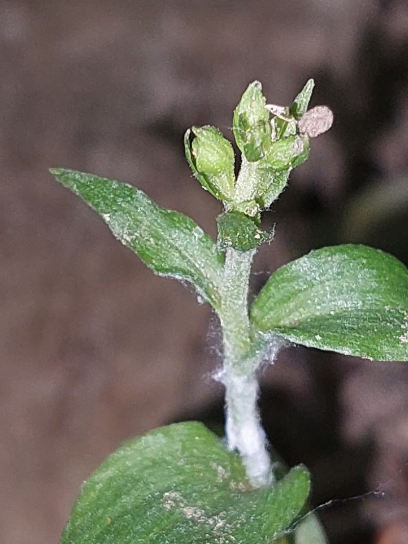 Epipactis fibri  - Bernard Sonnerat