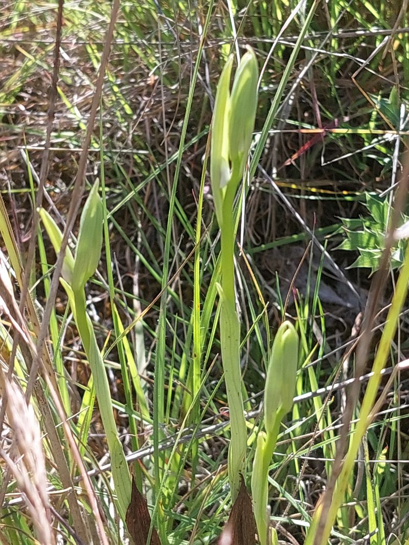 Ophrys gresivaudanica  - Bernard Sonnerat
