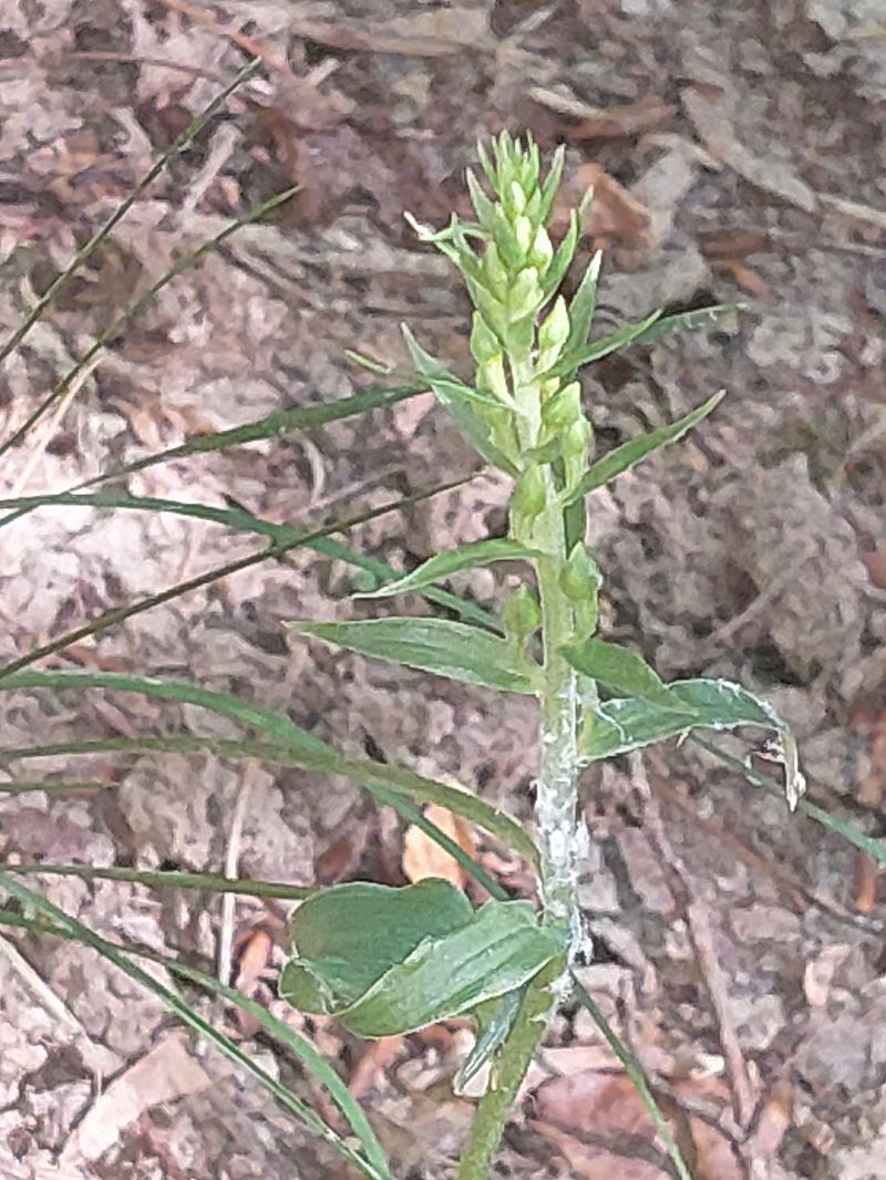 Epipactis fibri  - Bernard Sonnerat