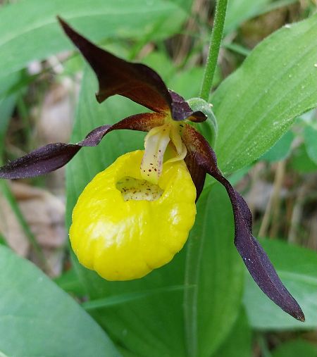 Cypripedium calceolus  - Pierre Defontaines