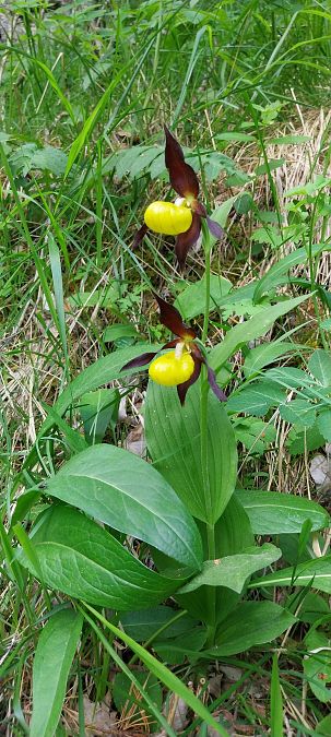 Cypripedium calceolus  - Pierre Defontaines