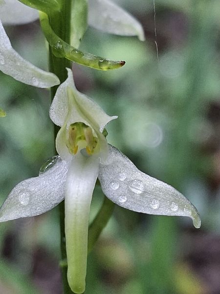Platanthera muelleri  - Alain Fourmann