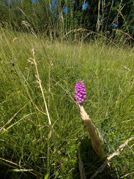Anacamptis pyramidalis  - Eglantine Breton