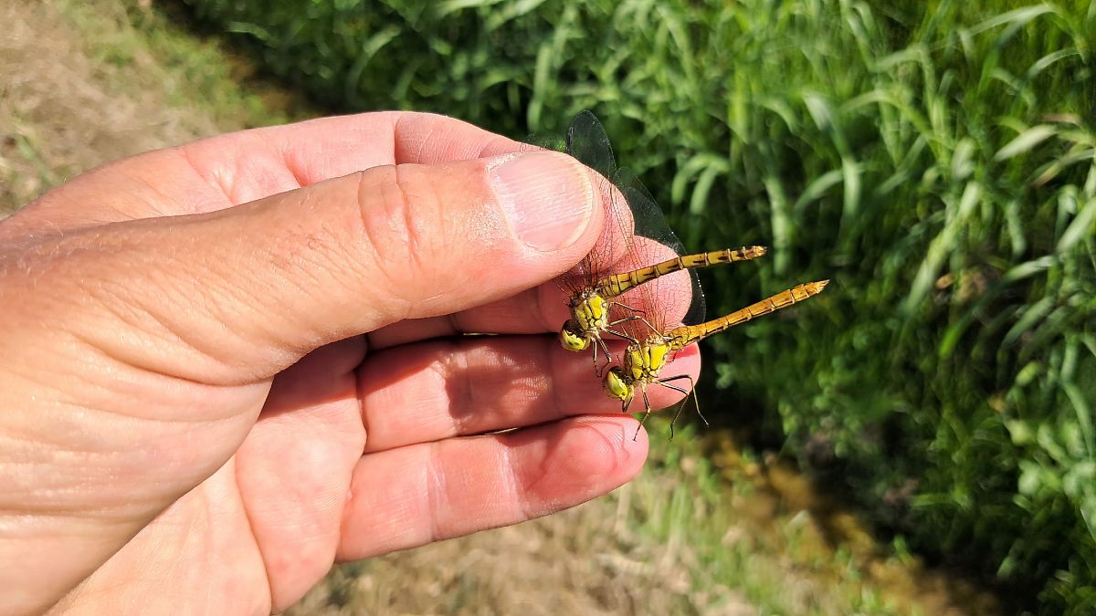 Sympetrum striolatum  - Roberto Fabbri