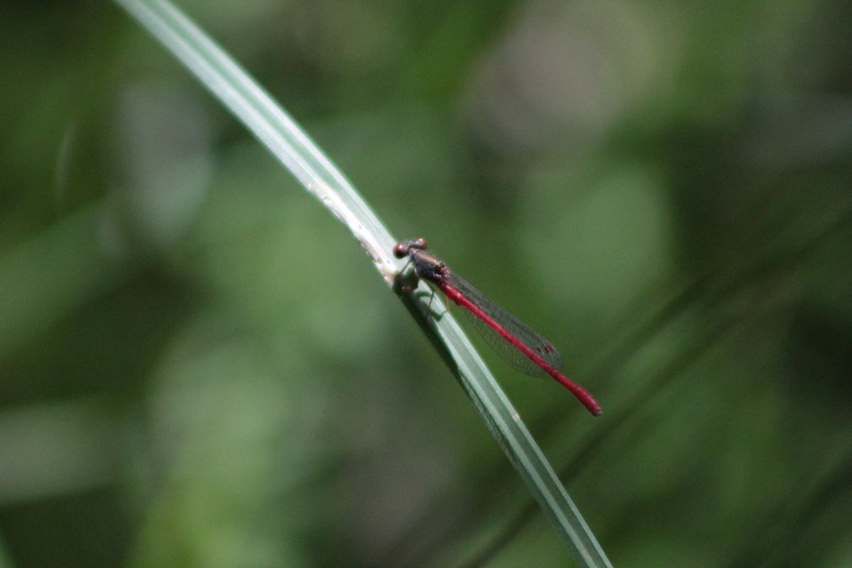 Ceriagrion tenellum  - Marco Cazzola