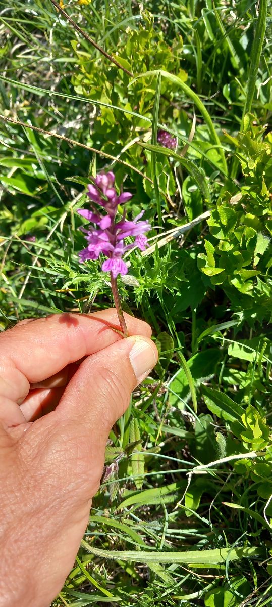 Dactylorhiza fuchsii  - Gerard Chassan
