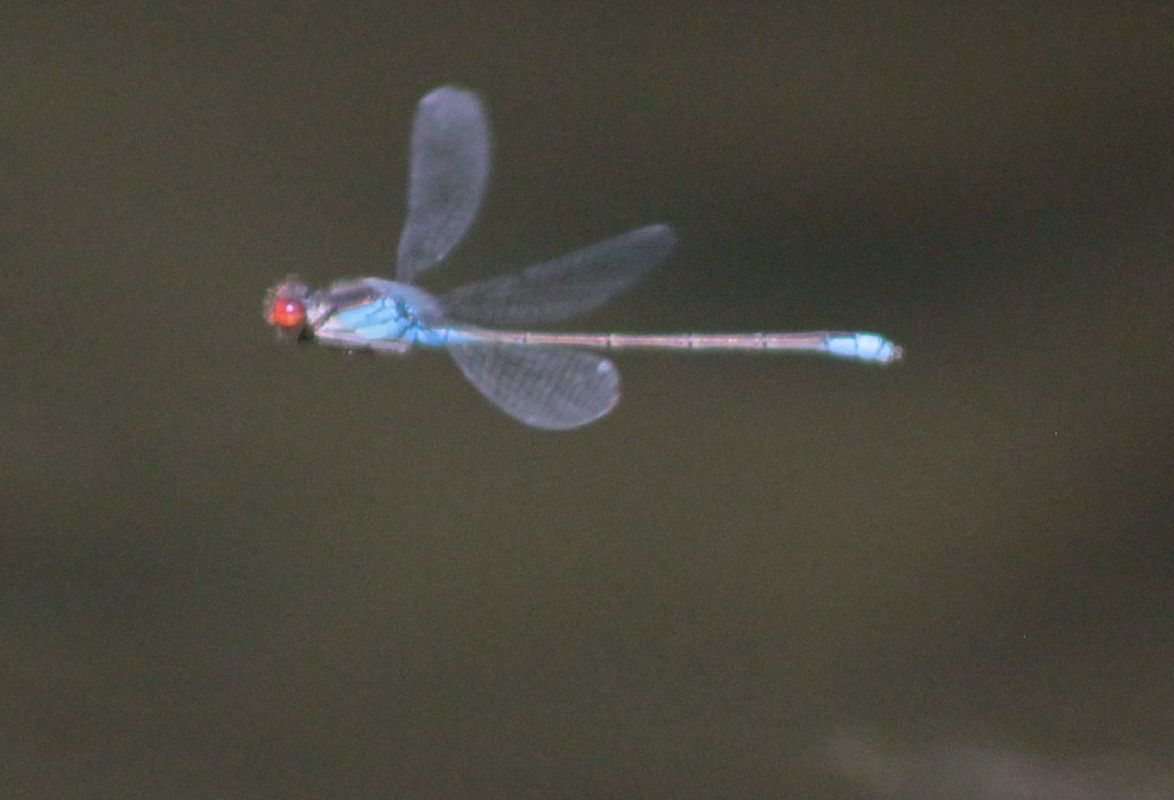 Erythromma viridulum  - Marco Cazzola