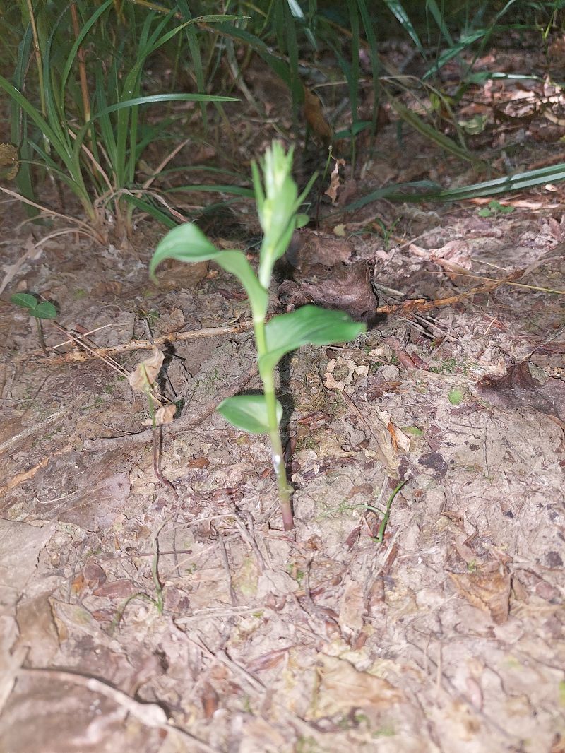 Epipactis fibri  - Bernard Sonnerat