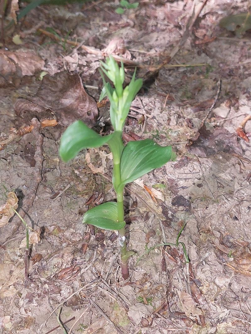 Epipactis fibri  - Bernard Sonnerat