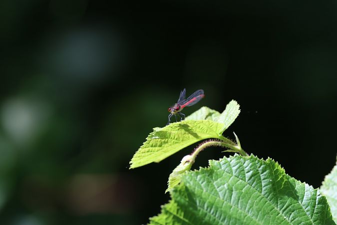 Pyrrhosoma nymphula  - Enrico Franchin