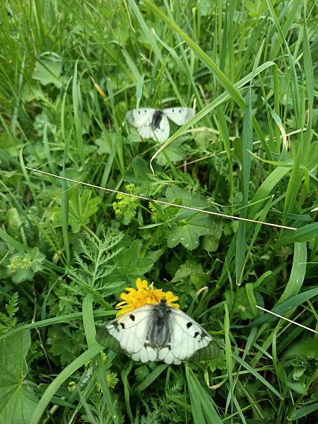 Parnassius mnemosyne  - Tiziano Fiorenza (FVG)