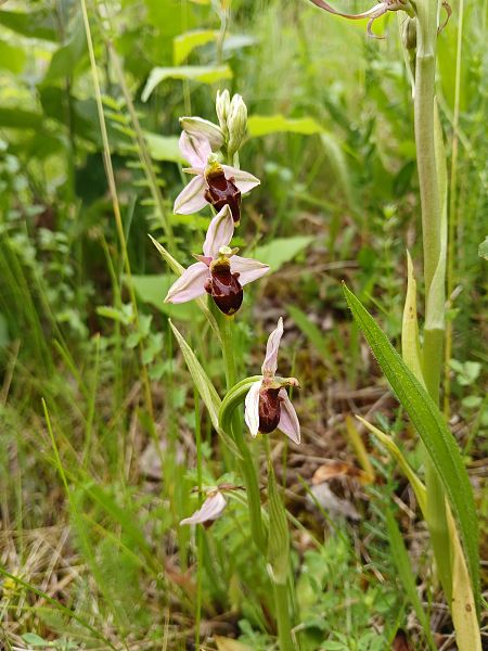 Ophrys indet. group. scolopax  - Alain Falvard