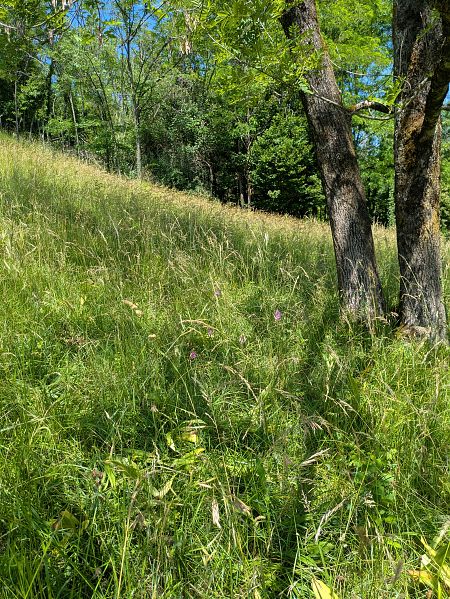 Anacamptis pyramidalis  - Eglantine Breton