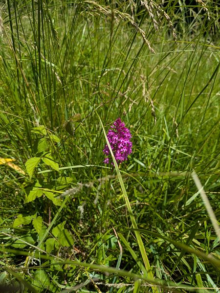 Anacamptis pyramidalis  - Eglantine Breton
