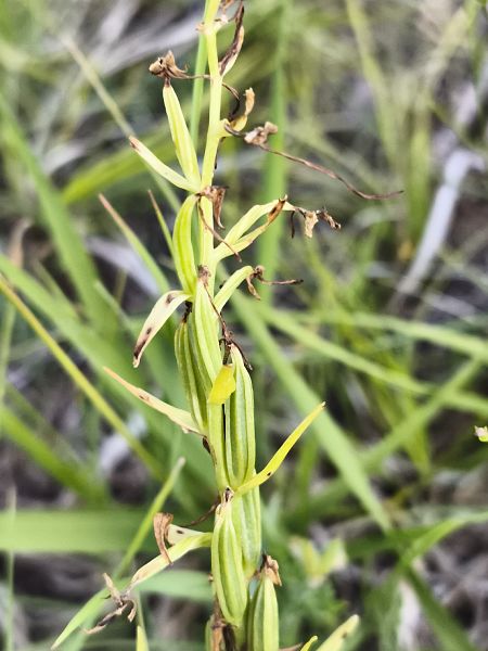 Platanthera fornicata  - Richard Fay