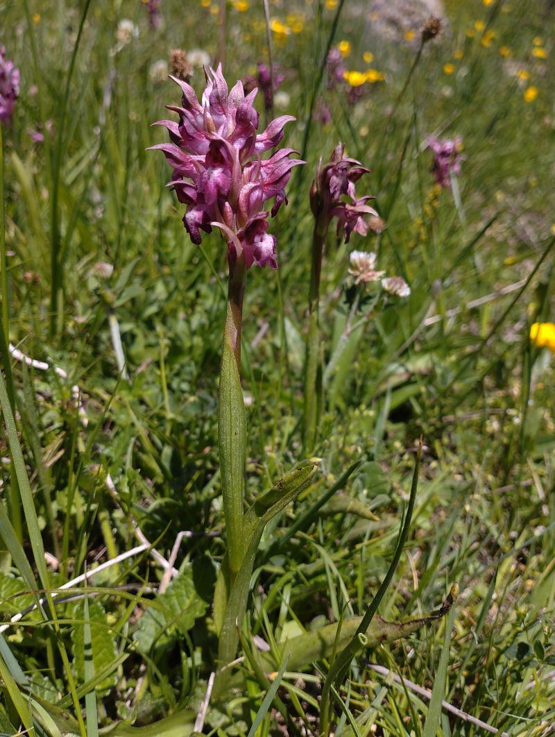 Anacamptis coriophora subsp. martrinii  - Gérard Joseph