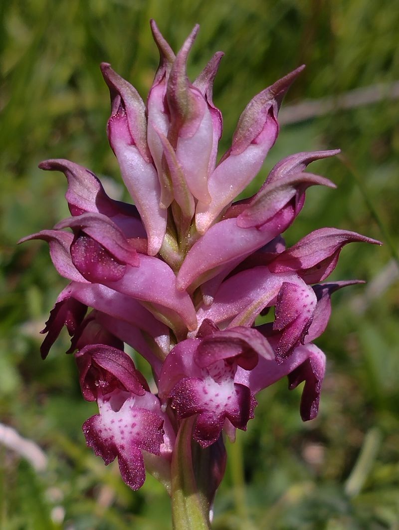 Anacamptis coriophora subsp. martrinii  - Gérard Joseph