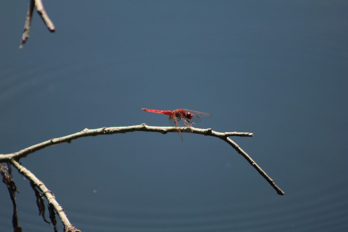 Crocothemis erythraea  - Marco Cazzola