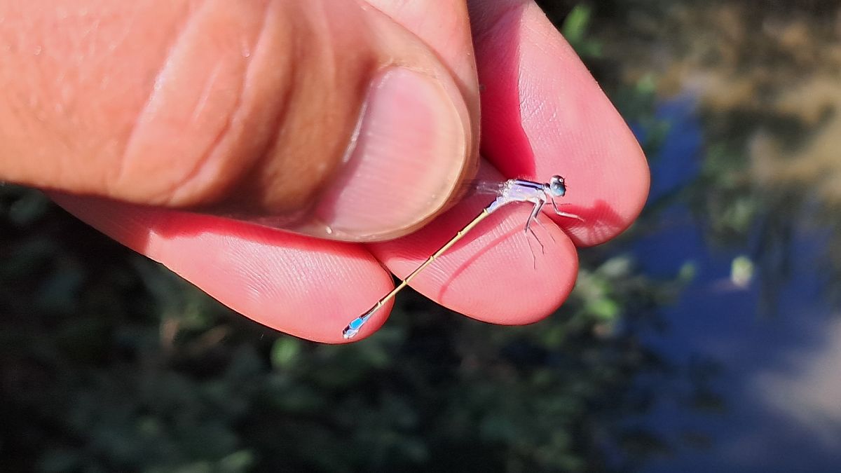 Ischnura elegans  - Roberto Fabbri