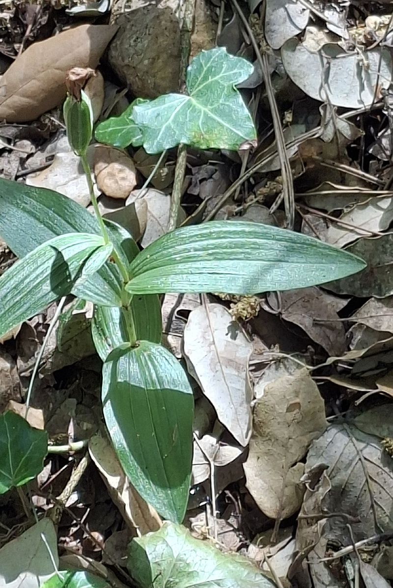 Cephalanthera damasonium 