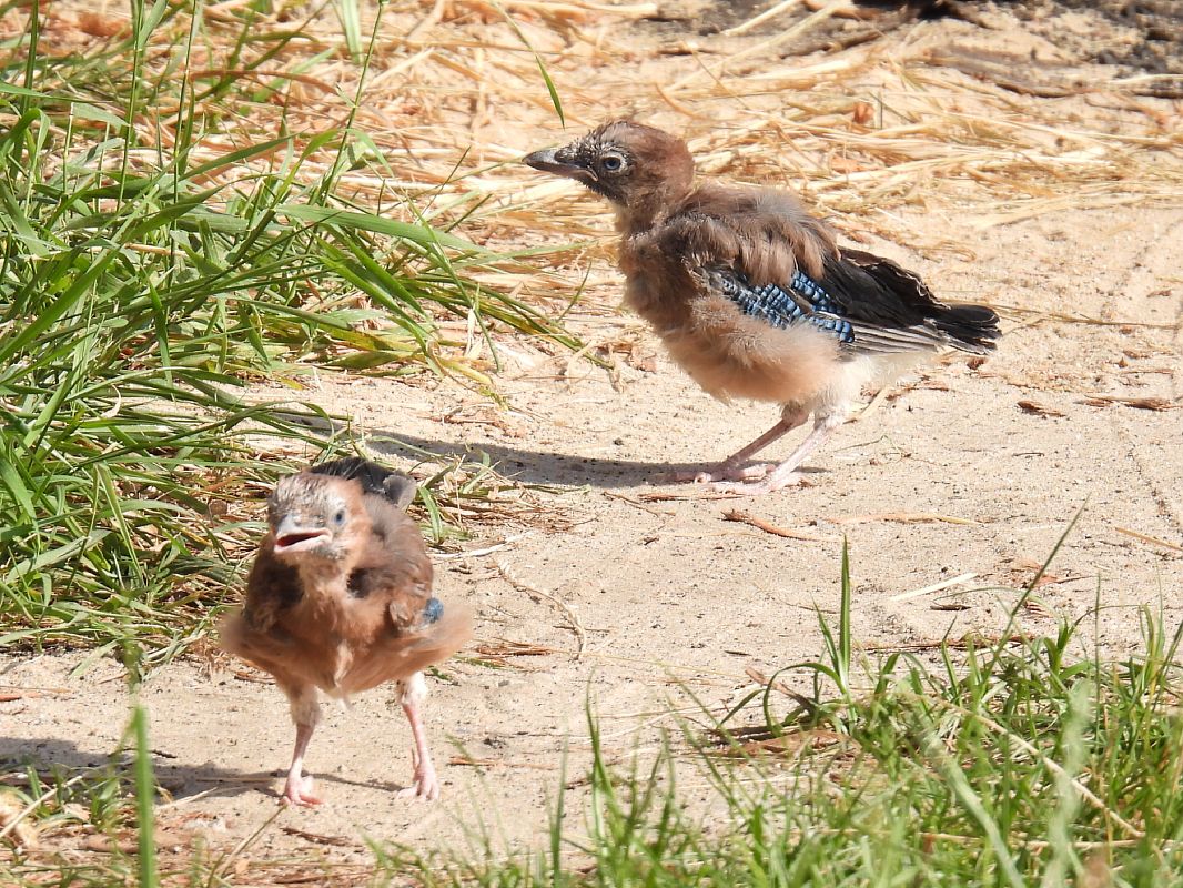 Eurasian Jay  - Kacper Mikulski