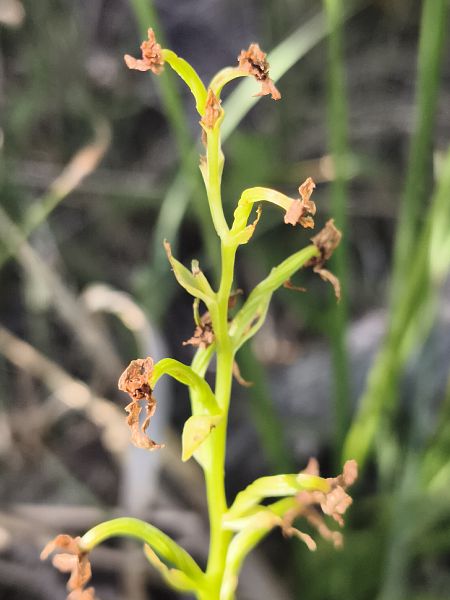 Ophrys insectifera  - Richard Fay