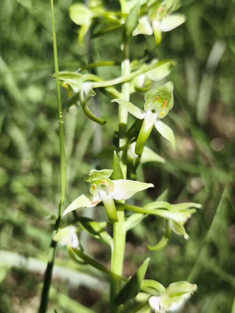 Platanthera chlorantha  - Richard Fay