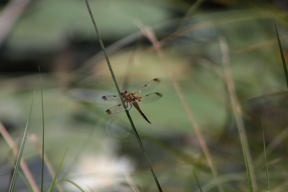Libellula quadrimaculata  - Marco Cazzola