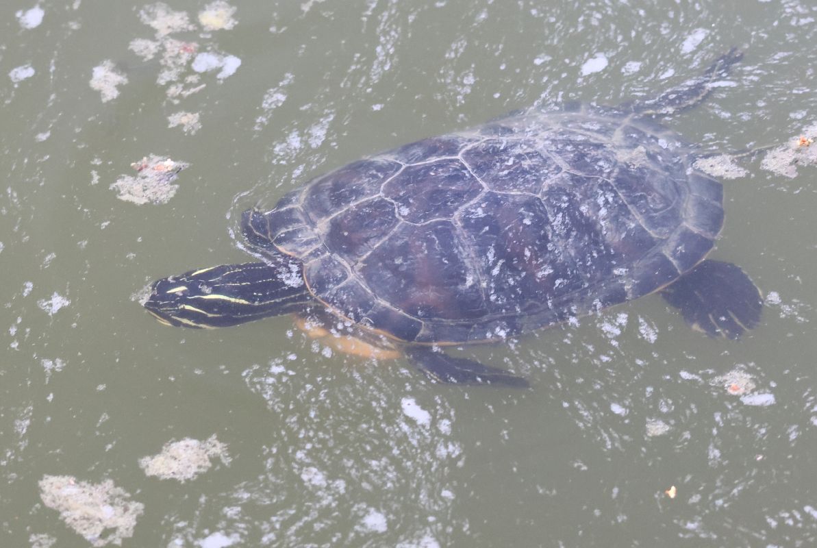 Tortuga de Nelson de Florida  - Toni Alonso Jardí
