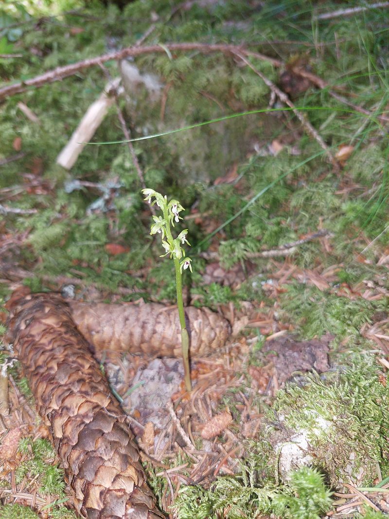 Corallorhiza trifida  - Bernard Sonnerat