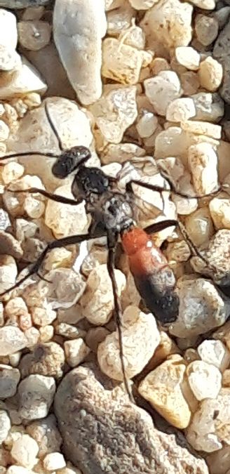 Pompilidae sp.  - Michele Cento