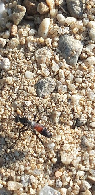 Pompilidae sp.  - Michele Cento