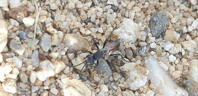 Pompilidae sp.  - Michele Cento