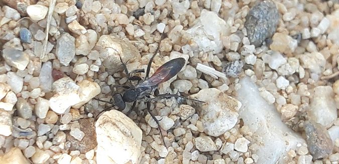 Pompilidae sp.  - Michele Cento