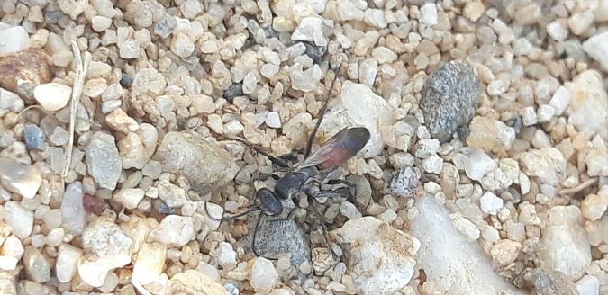 Pompilidae sp.  - Michele Cento