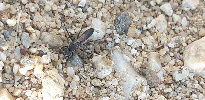 Pompilidae sp.  - Michele Cento