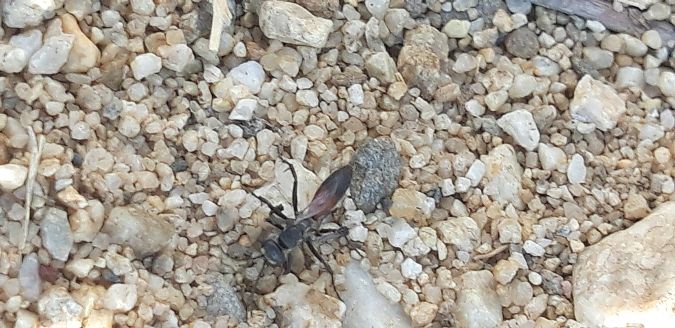 Pompilidae sp.  - Michele Cento