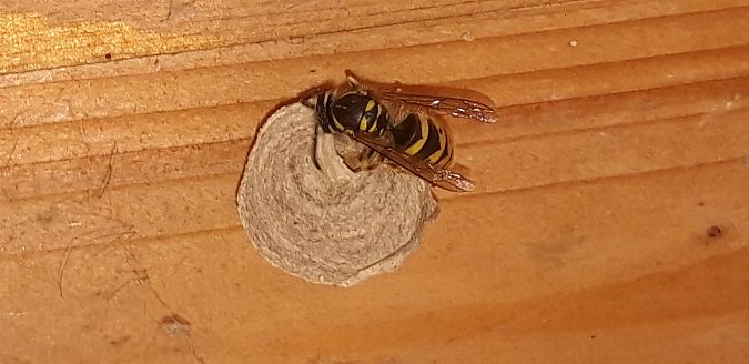 Vespula vulgaris  - Michele Cento